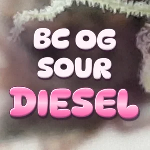 BC OG Sour Diesel Cannabis Strain