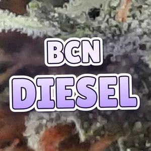 BCN Diesel Cannabis Strain