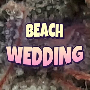 Beach Wedding Cannabis Strain