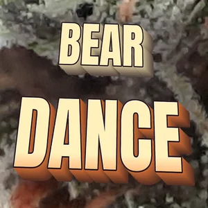 Bear Dance Cannabis Strain