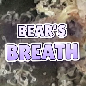 Bear's Breath Cannabis Strain