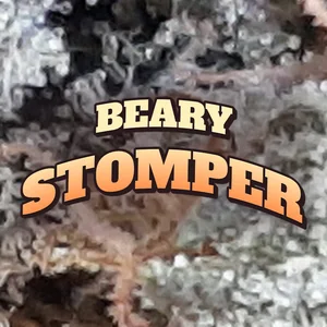 Beary Stomper Cannabis Strain