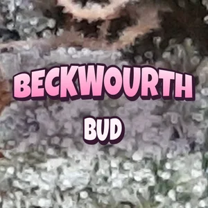 Beckwourth Bud Cannabis Strain