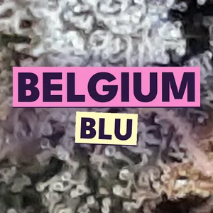 Belgium Blu Cannabis Strain