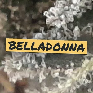 Belladonna Cannabis Strain