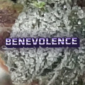 Benevolence Cannabis Strain