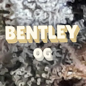 Bentley OG Cannabis Strain