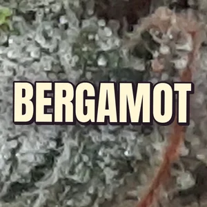 Bergamot Cannabis Strain