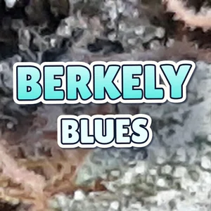 Berkely Blues Cannabis Strain