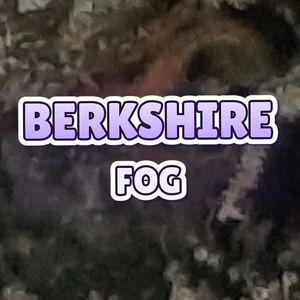Berkshire Fog Cannabis Strain