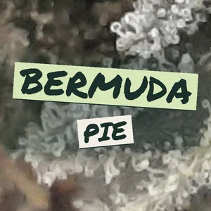 Bermuda Pie Cannabis Strain