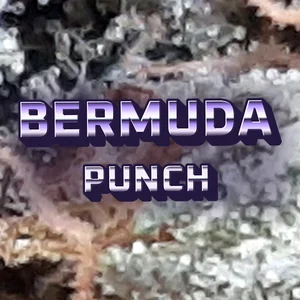 Bermuda Punch Cannabis Strain