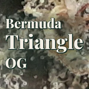 Bermuda Triangle OG Cannabis Strain