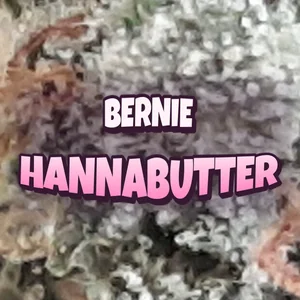 Bernie HannaButter Cannabis Strain