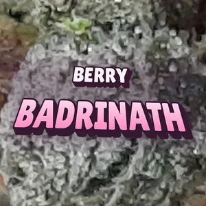 Berry Badrinath Cannabis Strain