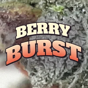 Berry Burst Cannabis Strain