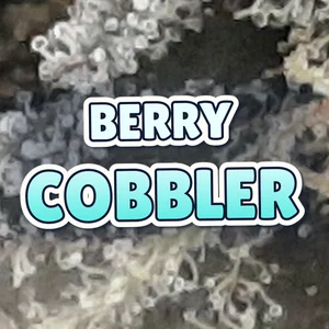 BERRY COBBLER Cannabis Strain