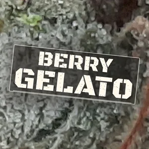 Berry Gelato Cannabis Strain
