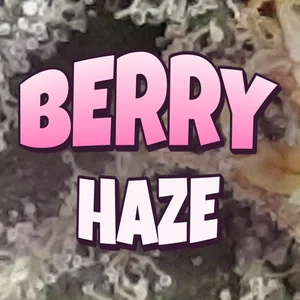 Berry Haze Cannabis Strain