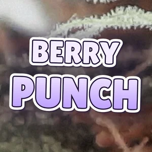Berry Punch Cannabis Strain