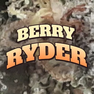 Berry Ryder Cannabis Strain