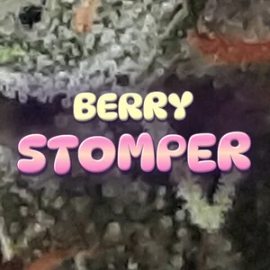 Berry Stomper Cannabis Strain