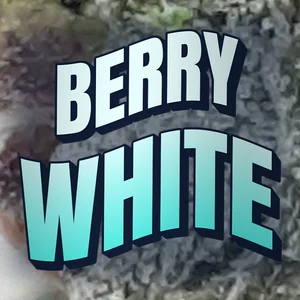Berry White Cannabis Strain