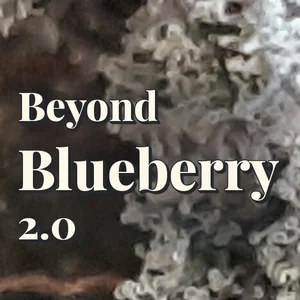 Beyond Blueberry 2.0 Cannabis Strain