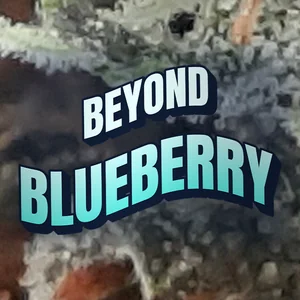 Beyond Blueberry Cannabis Strain