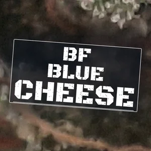 BF Blue Cheese Cannabis Strain