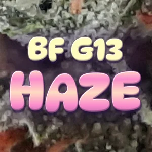 BF G13 Haze Cannabis Strain