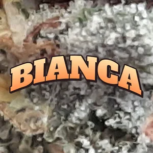 Bianca Cannabis Strain