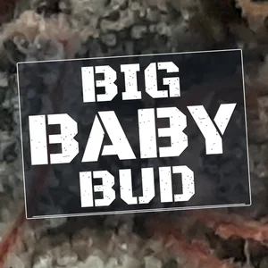 Big Baby Bud Cannabis Strain