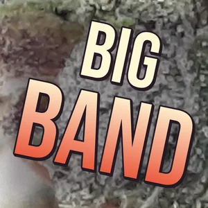 Big Band Cannabis Strain