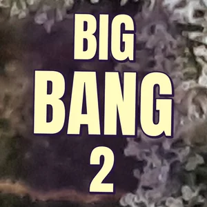 Big Bang 2 Cannabis Strain
