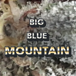 Big Blue Mountain Cannabis Strain