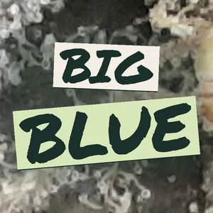 Big Blue Cannabis Strain