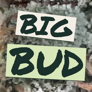 Big Bud Cannabis Strain