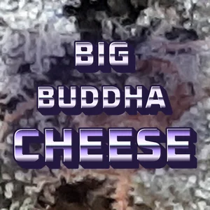 Big Buddha Cheese Cannabis Strain