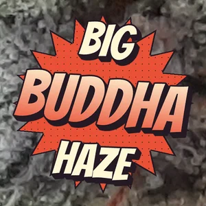 Big Buddha Haze Cannabis Strain