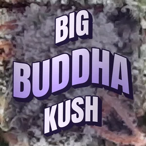 Big Buddha Kush Cannabis Strain