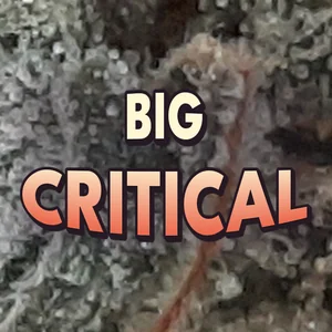 Big Critical Cannabis Strain