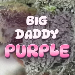 Big Daddy Purple Cannabis Strain