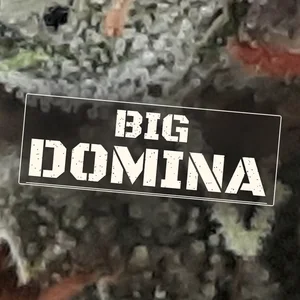 Big Domina Cannabis Strain