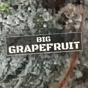 Big Grapefruit Cannabis Strain