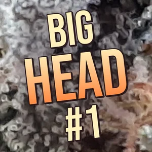 Big Head #1 Cannabis Strain