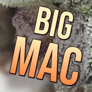 Big Mac Cannabis Strain