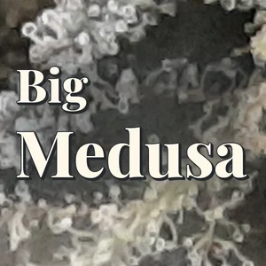 Big Medusa Cannabis Strain