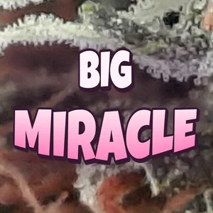 Big Miracle Cannabis Strain
