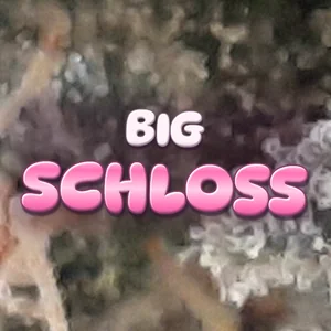 Big Schloss Cannabis Strain